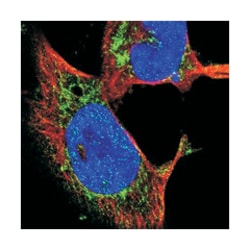 OGDH Rabbit anti-Human, Polyclonal Antibody, Abnova 100 &mu;L | Buy Online | Abnova | Fisher Scientific