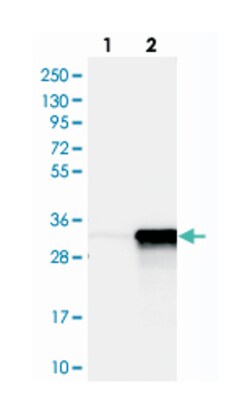 ALYREF, Rabbit, Polyclonal Antibody, Abnova 100&mu;L; Unlabeled:Antibodies,