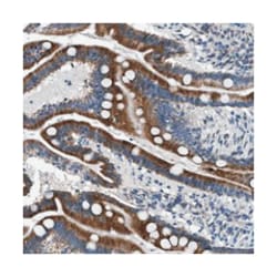 DNAJC24 Rabbit anti-Human, Polyclonal Antibody, Abnova 100 &mu;L | Buy Online | Abnova Corporation | Fisher Scientific