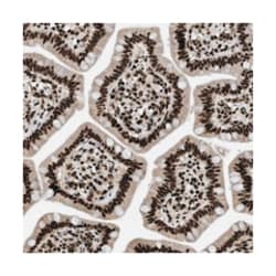 RAD21 Rabbit anti-Human, Polyclonal Antibody, Abnova 100&mu;L; Unlabeled:Antibodies,