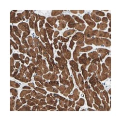 METTL16, Rabbit, Polyclonal Antibody, Abnova 100&mu;L; Unlabeled:Antibodies,