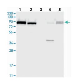 FAM129B Rabbit anti-Human, Polyclonal Antibody, Abnova 100 &mu;L | Buy Online | Abnova Corporation | Fisher Scientific