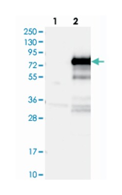 ZBTB2 Rabbit anti-Human, Polyclonal Antibody, Abnova 100&mu;L; Unlabeled:Antibodies,