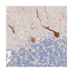 PRRG4 Rabbit anti-Human, Polyclonal Antibody, Abnova 100 &mu;L | Buy Online | Abnova Corporation | Fisher Scientific
