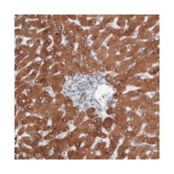 PLCD3, Rabbit, Polyclonal Antibody, Abnova 100 &mu;L | Buy Online | Abnova Corporation | Fisher Scientific