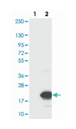 INSL5, Rabbit, Polyclonal Antibody, Abnova 100 &mu;L | Buy Online | Abnova Corporation | Fisher Scientific