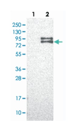 FOXRED2 Rabbit anti-Human, Polyclonal Antibody, Abnova 100 &mu;L | Buy Online | Abnova Corporation | Fisher Scientific