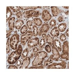 ZFAND2B, Rabbit, Polyclonal Antibody, Abnova 100&mu;L; Unlabeled:Antibodies,