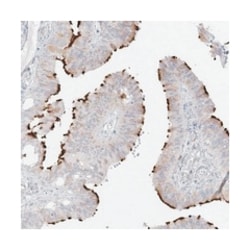 LBA1, Rabbit, Polyclonal Antibody, Abnova 100 &mu;L | Buy Online | Abnova Corporation | Fisher Scientific