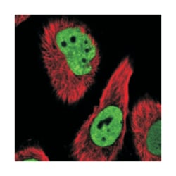 PSPC1, Rabbit, Polyclonal Antibody, Abnova 100&mu;L; Unlabeled:Antibodies,