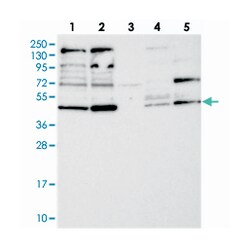 RNF44, Rabbit, Polyclonal Antibody, Abnova 100&mu;L; Unlabeled:Antibodies,