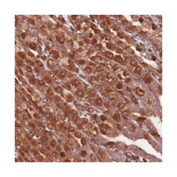 C12orf54, Rabbit, Polyclonal Antibody, Abnova 100 &mu;L | Buy Online | Abnova Corporation | Fisher Scientific
