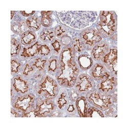 MYO5B Rabbit anti-Human, Polyclonal Antibody, Abnova 100 &mu;L | Buy Online | Abnova Corporation | Fisher Scientific