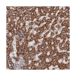 ROGDI, Rabbit, Polyclonal Antibody, Abnova 100&mu;L; Unlabeled:Antibodies,