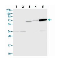 SEC14L5 Rabbit anti-Human, Polyclonal Antibody, Abnova 100 &mu;L | Buy Online | Abnova Corporation | Fisher Scientific