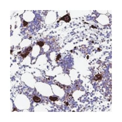 PSMD11 Rabbit anti-Human, Polyclonal Antibody, Abnova 100&mu;L; Unlabeled:Antibodies,