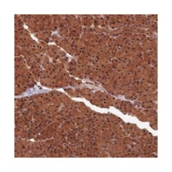 FAM53C, Rabbit, Polyclonal Antibody, Abnova 100&mu;L; Unlabeled:Antibodies,