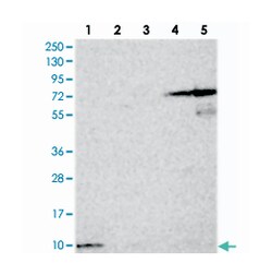HIGD1A Rabbit anti-Human, Polyclonal Antibody, Abnova 100 &mu;L | Buy Online | Abnova | Fisher Scientific