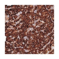 C8orf44, Rabbit, Polyclonal Antibody, Abnova 100 &mu;L | Buy Online | Abnova Corporation | Fisher Scientific