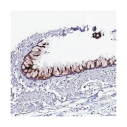 OR51Q1, Rabbit, Polyclonal Antibody, Abnova 100 &mu;L | Buy Online | Abnova | Fisher Scientific