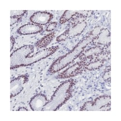 KLF14, Rabbit, Polyclonal Antibody, Abnova 100&mu;L; Unlabeled:Antibodies,