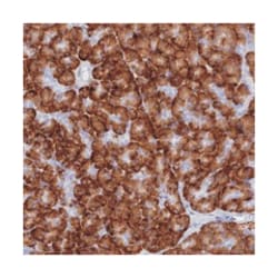 TMEM97, Rabbit, Polyclonal Antibody, Abnova 100 &mu;L | Buy Online | Abnova Corporation | Fisher Scientific