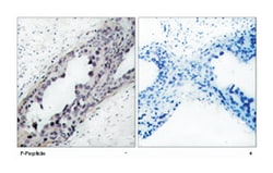 PTEN (phospho S380/T382/T383), Rabbit anti-Human, Mouse, Rat, Polyclonal