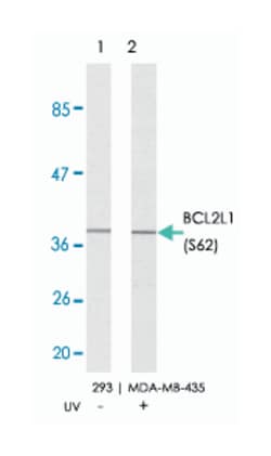 BCL2L1 (phospho S62), Rabbit anti-Human, Mouse, Rat, Polyclonal Antibody, Abnova 100 &mu;g | Buy Online | Abnova Corporation | Fisher Scientific