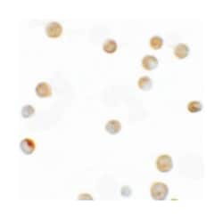 ZNF521 Rabbit anti-Human, Polyclonal Antibody, Abnova 100 &mu;g | Buy Online | Abnova Corporation | Fisher Scientific