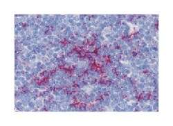 TLR8 Rabbit anti-Human, Polyclonal Antibody, Abnova 100 &mu;g | Buy Online | Abnova Corporation | Fisher Scientific