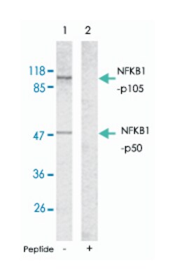 NFKB1 Rabbit anti-Human, Polyclonal Antibody, Abnova 100&mu;g; Unlabeled:Antibodies,