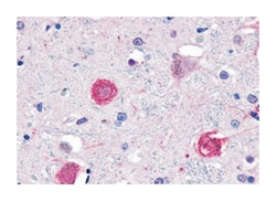 GPR1 Rabbit anti-Human, Polyclonal Antibody, Abnova 50&mu;g; Unlabeled:Antibodies,