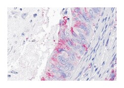 GPR124 Rabbit anti-Human, Polyclonal Antibody, Abnova 50 &mu;g | Buy Online | Abnova | Fisher Scientific