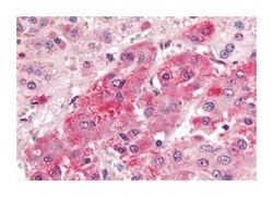 GPR108 Rabbit anti-Human, Polyclonal Antibody, Abnova 50&mu;g; Unlabeled:Anticuerpos