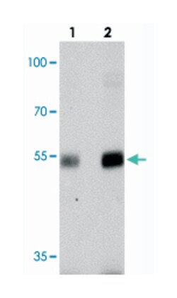 NUCB2 Rabbit anti-Human, Mouse, Rat, Polyclonal Antibody, Abnova 100 &mu;g | Buy Online | Abnova Corporation | Fisher Scientific