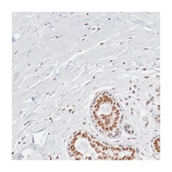 ZNF275, Rabbit, Polyclonal Antibody, Abnova 100 &mu;L | Buy Online | Abnova Corporation | Fisher Scientific