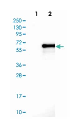 EMID1, Rabbit, Polyclonal Antibody, Abnova 100 &mu;L | Buy Online | Abnova Corporation | Fisher Scientific