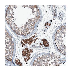 WIPF3 Rabbit anti-Human, Polyclonal Antibody, Abnova 100&mu;L; Unlabeled:Antibodies,