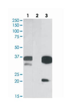 DAPP1 Goat anti-Chicken, Dog, Human, Polyclonal Antibody, Abnova 100 &mu;g | Buy Online | Abnova Corporation | Fisher Scientific
