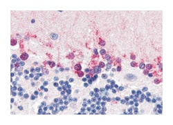 NR1D2 Rabbit anti-Human, Monkey, Polyclonal Antibody, Abnova 50&mu;g; Unlabeled:Antibodies,