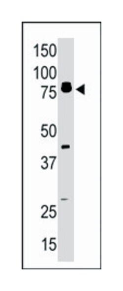 DCLK1 Rabbit anti-Human, Mouse, Polyclonal Antibody, Abnova 400&mu;L; Unlabeled:Antibodies,