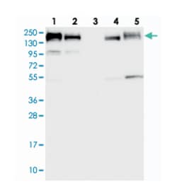 GOLGA3 Rabbit anti-Human, Polyclonal Antibody, Abnova 100&mu;L; Unlabeled:Antibodies,