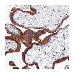 SPNS1 Rabbit anti-Human, Polyclonal Antibody, Abnova 100&mu;L; Unlabeled:Antibodies,