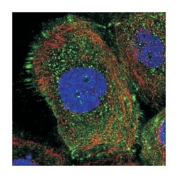 DENND1C Rabbit anti-Human, Polyclonal Antibody, Abnova 100 &mu;L | Buy Online | Abnova Corporation | Fisher Scientific