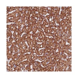 PPP1R12C, Rabbit, Polyclonal Antibody, Abnova 100 &mu;L | Buy Online | Abnova Corporation | Fisher Scientific