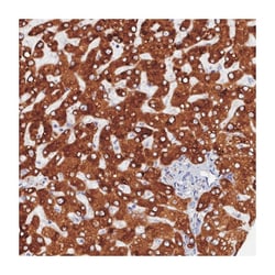 CYP2D6 Rabbit anti-Human, Polyclonal Antibody, Abnova 100&mu;L; Unlabeled:Antibodies,