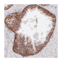 FLOT2, Rabbit, Polyclonal Antibody, Abnova 100&mu;L; Unlabeled:Antibodies,