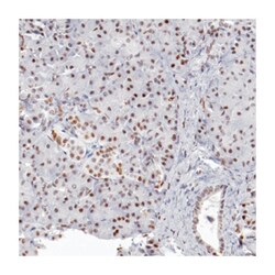 TFAP4, Rabbit, Polyclonal Antibody, Abnova 100&mu;L; Unlabeled:Antibodies,