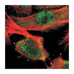 HUWE1 Rabbit anti-Human, Polyclonal Antibody, Abnova 100μL; Unlabeled:Antibodies,