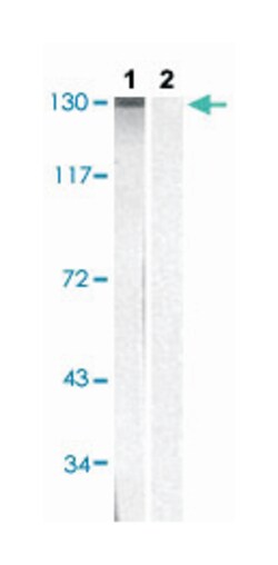 EPHA2/EPHA3/EPHA4 (phospho Y588/Y596), Rabbit anti-Human, Mouse, Polyclonal